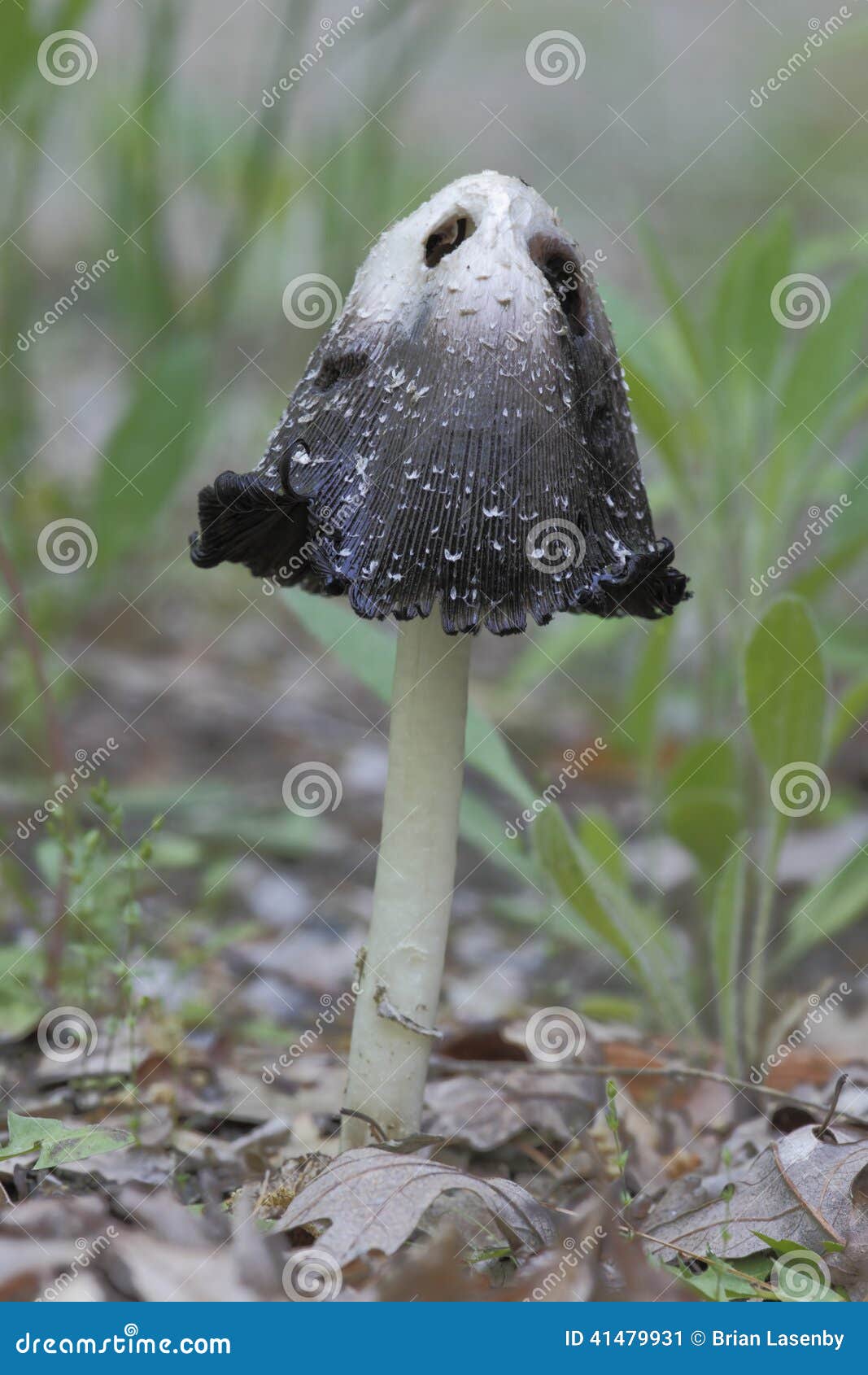 inky cap fungus