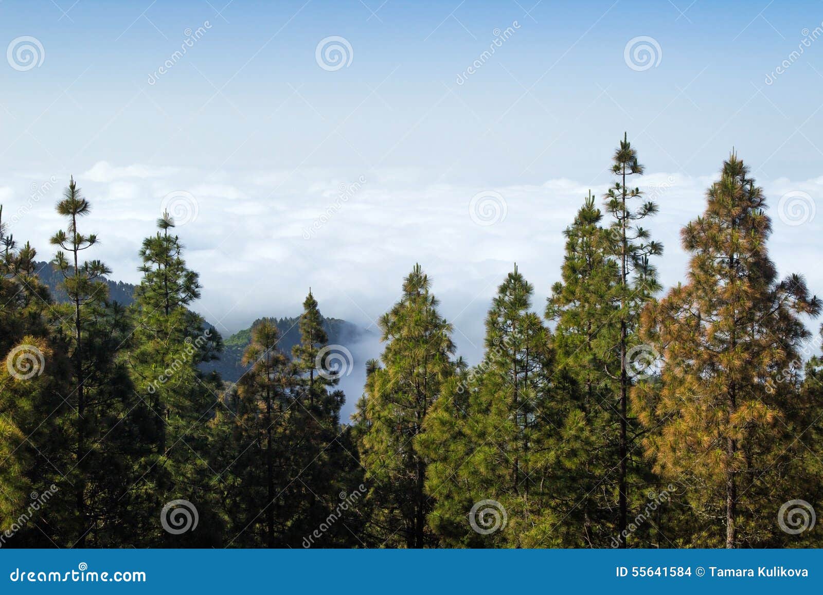 inland gran canaria, view over the tree tops towards cloud cover