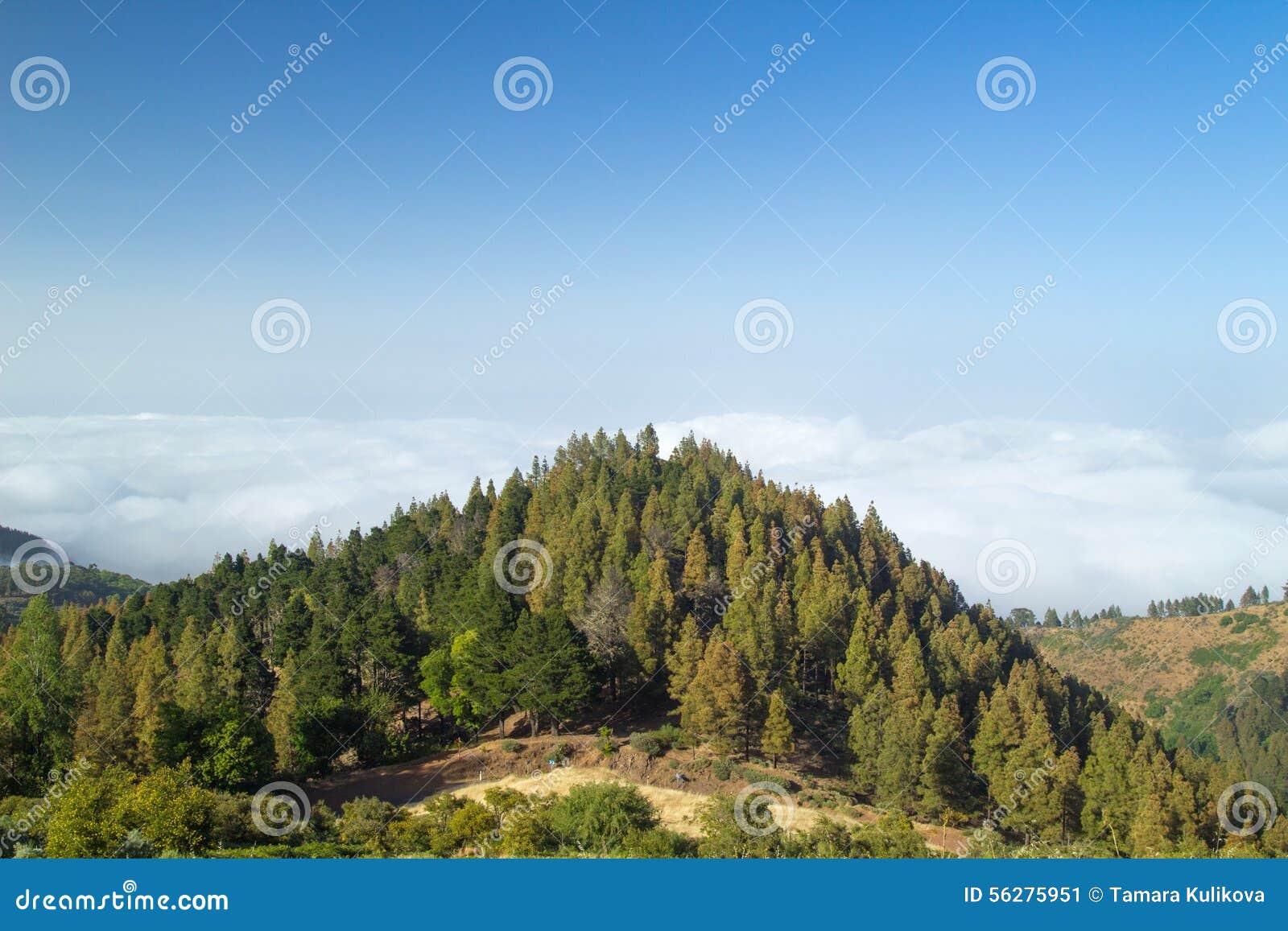 inland gran canaria, view over the tree tops towards cloud cover