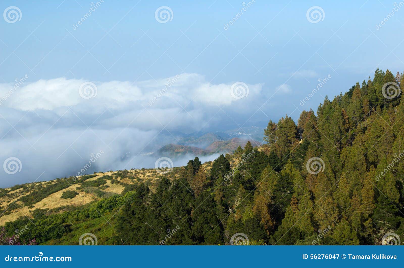 inland gran canaria, view over the tree tops towards cloud cover