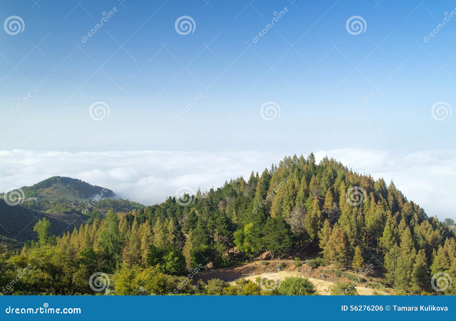 inland gran canaria, view over the tree tops towards cloud cover
