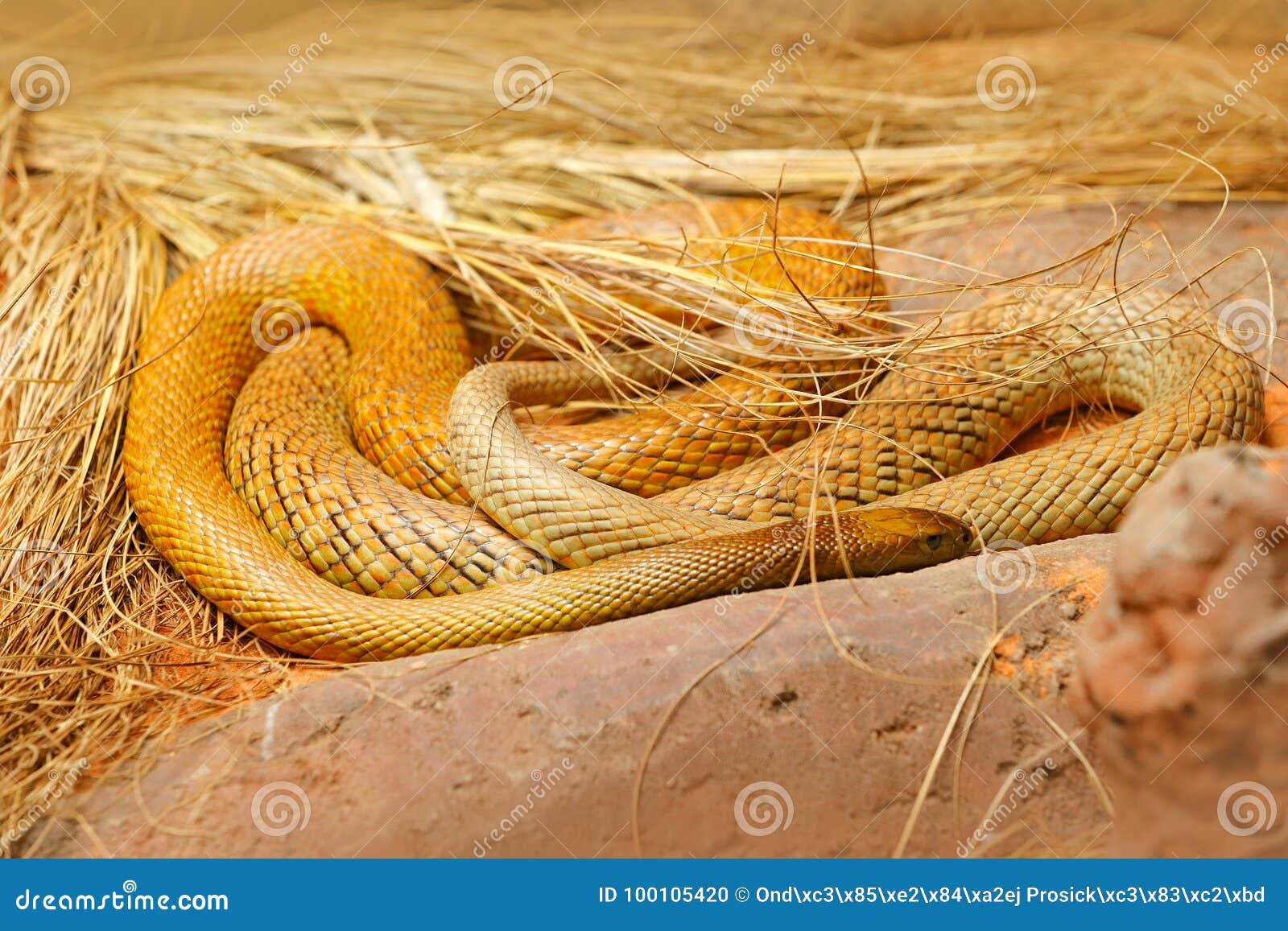 inland taipan, oxyuranus microlepidotus, australia, most poisonous snake. poison snake in the grass. danger animal from australia.