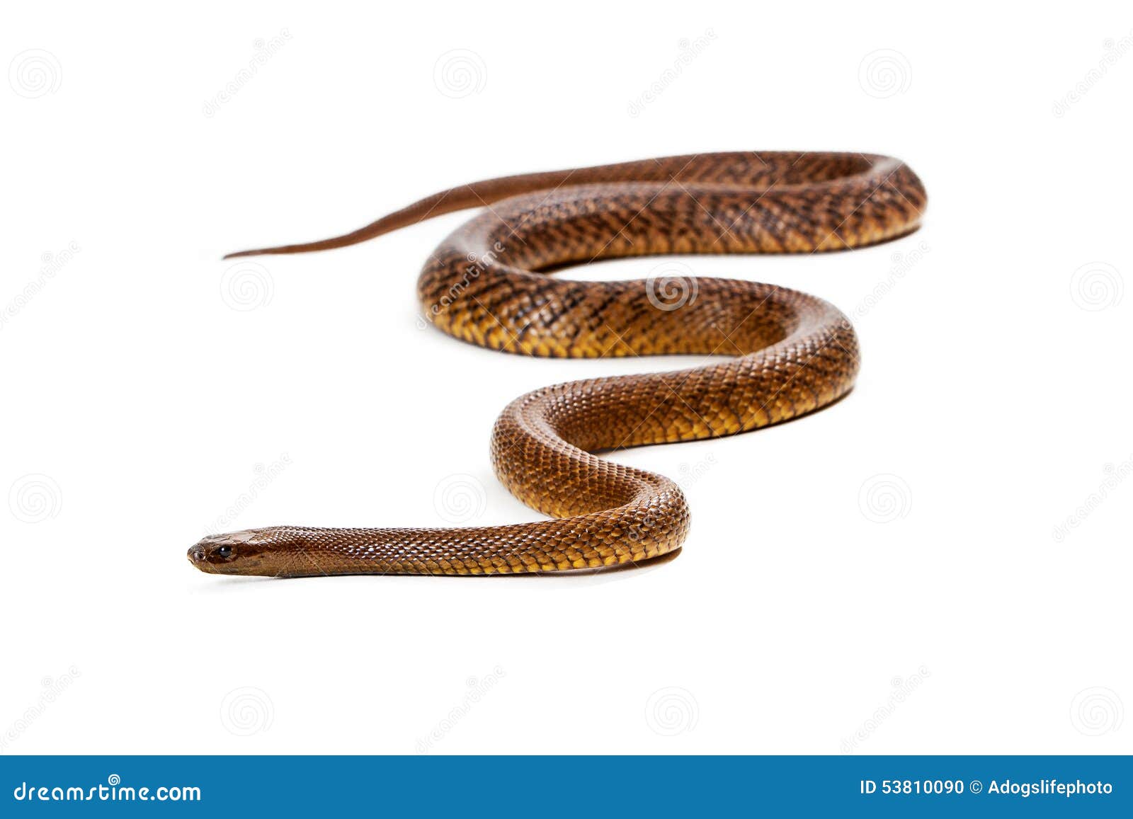 inland taipan snake  on white