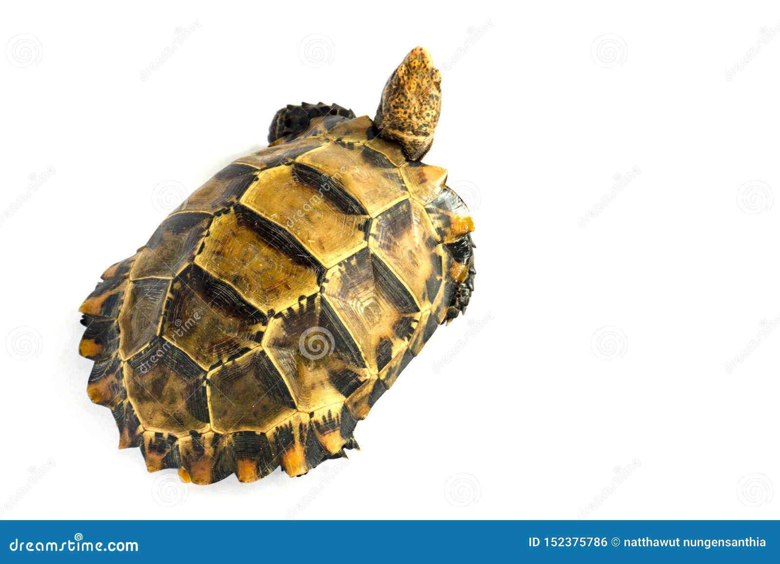 Inland Turtles in Asia are Called 