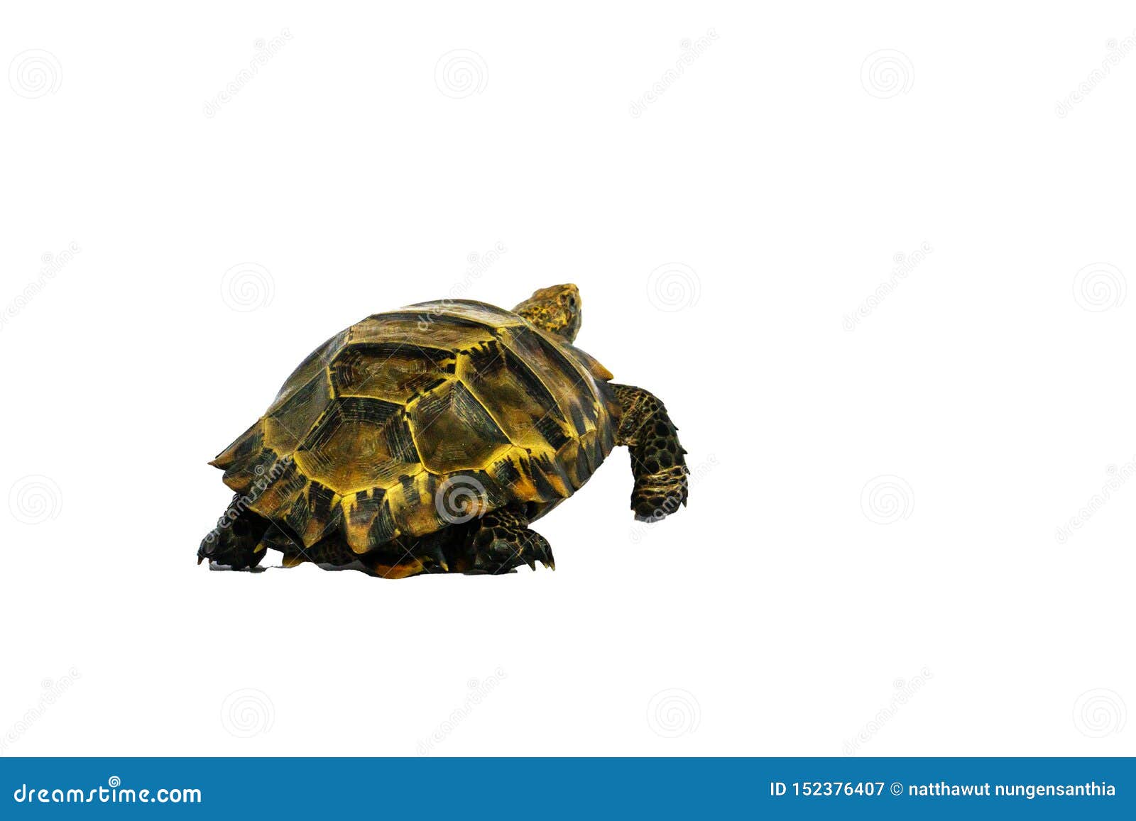 Inland Turtles in Asia are Called 