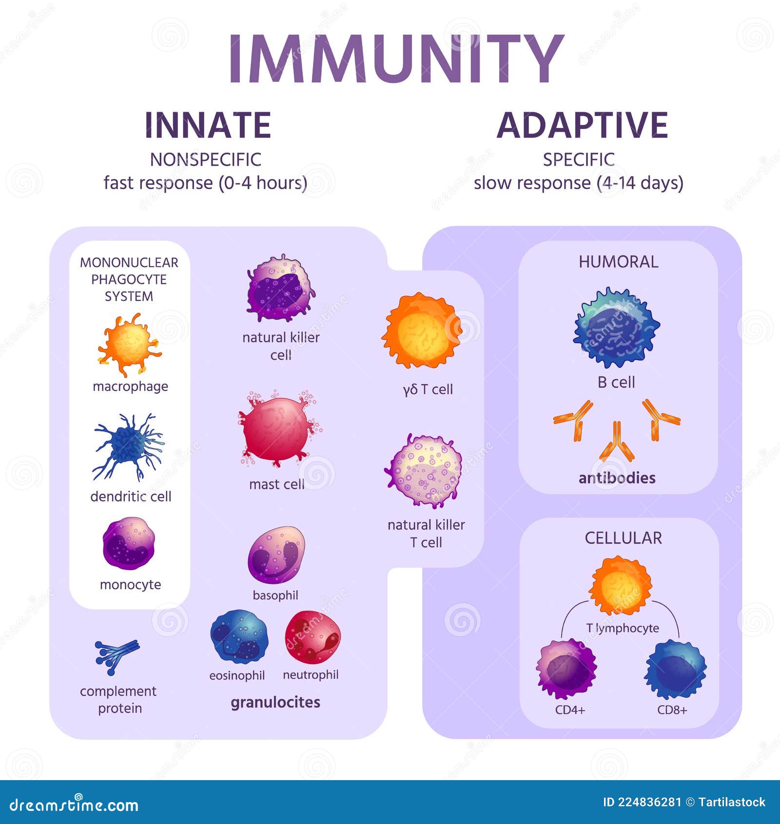 innate and adaptive immune system. immunology infographic with cell types. immunity response, antibody activation