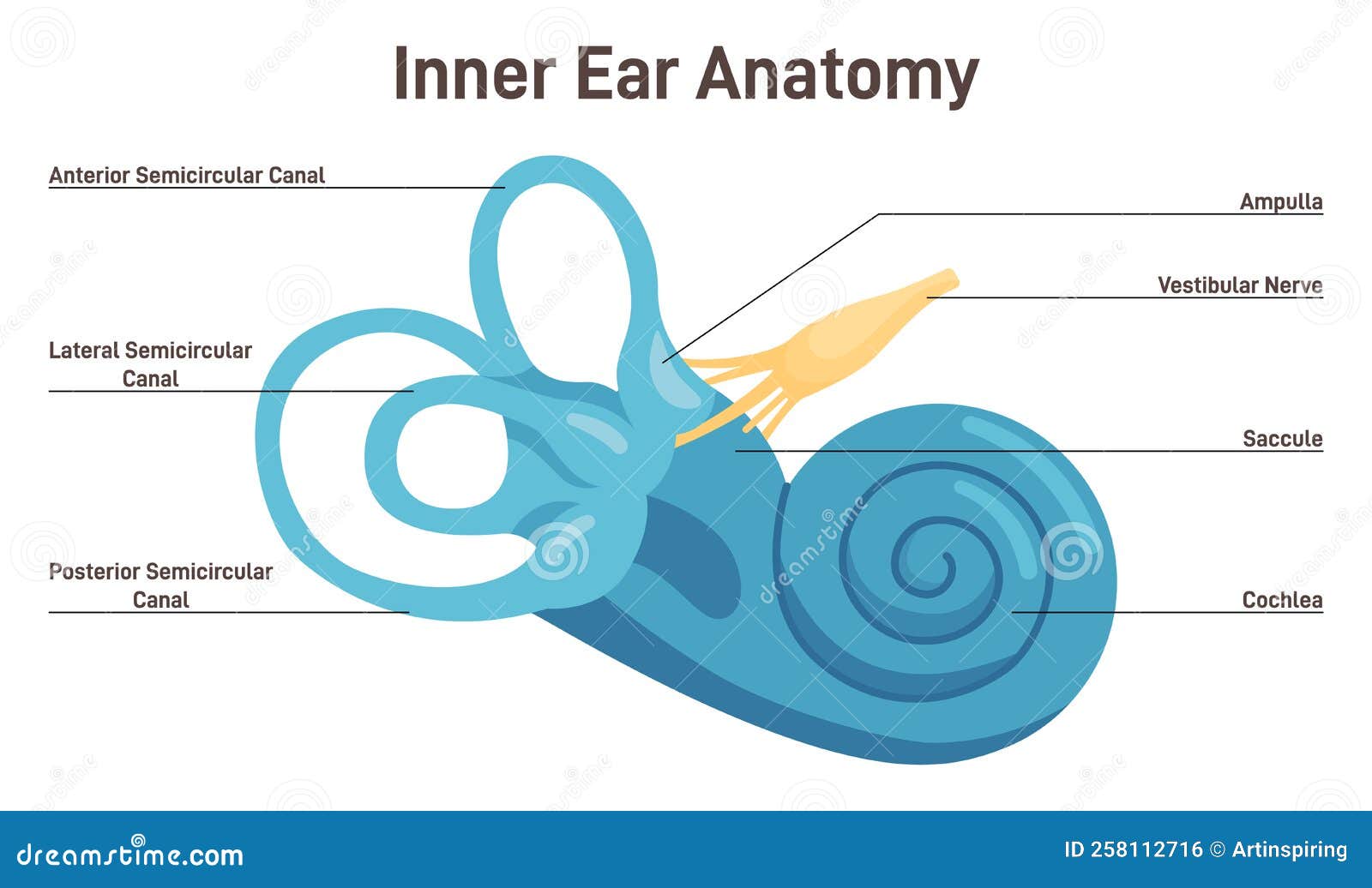 inner ear anatomy. vestibular system organ. membranous labyrinth