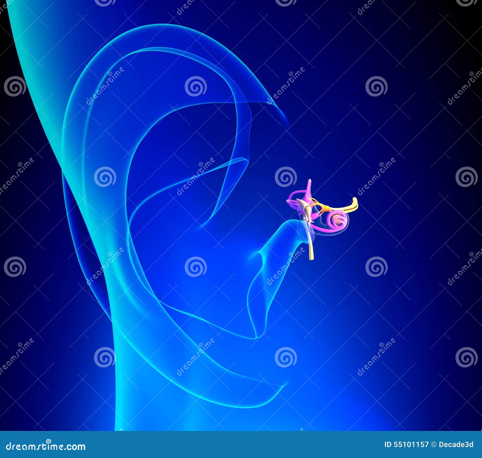 inner ear detailed anatomy with pinna on blue background