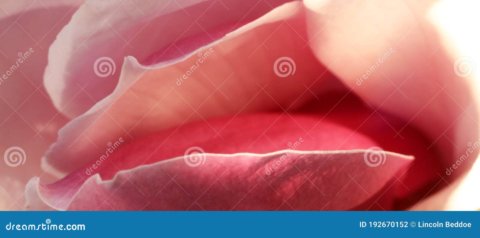 Extreme Close Up Pussy Porn - Flower Labia Stock Photos - Free & Royalty-Free Stock Photos from Dreamstime