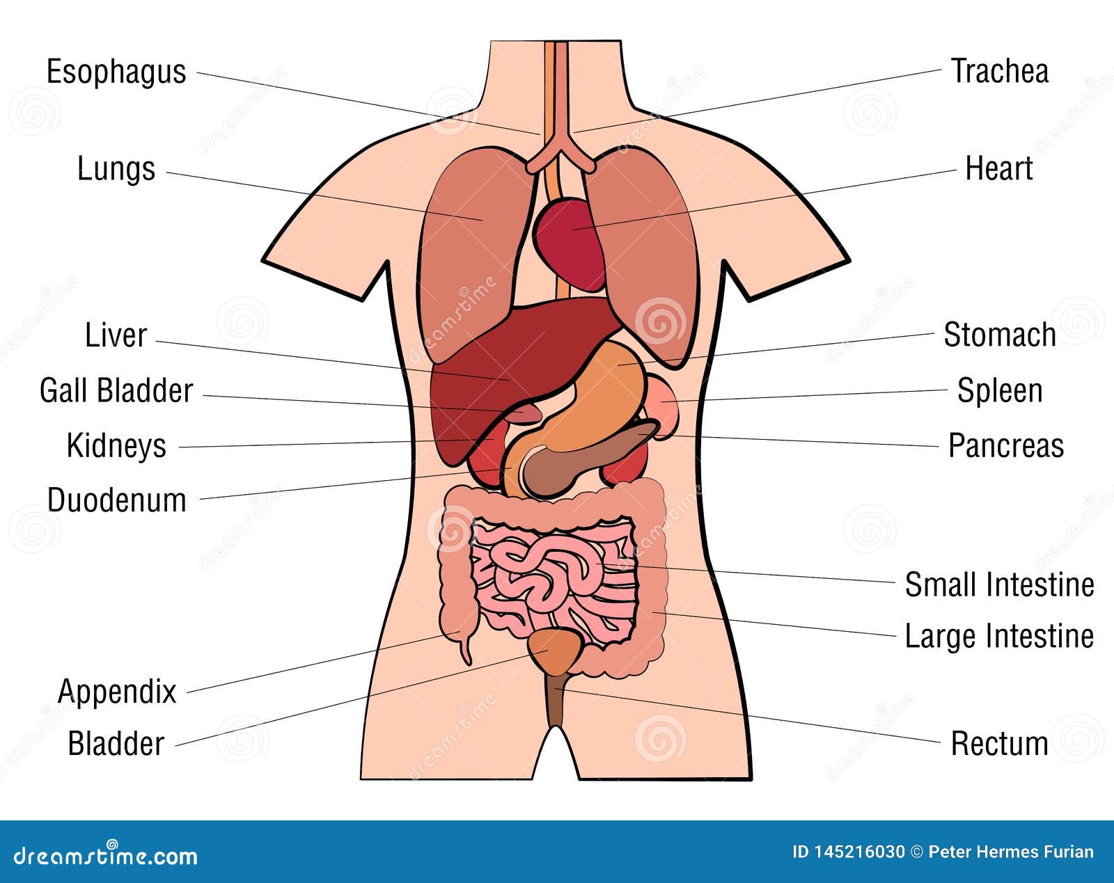 Inner Organs Human Anatomy Chart Names Stock Vector Illustration