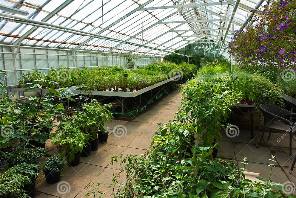 Innerhalb Eines Gewächshauses Voll Der Anlagen Und Der Blumen Stockbild