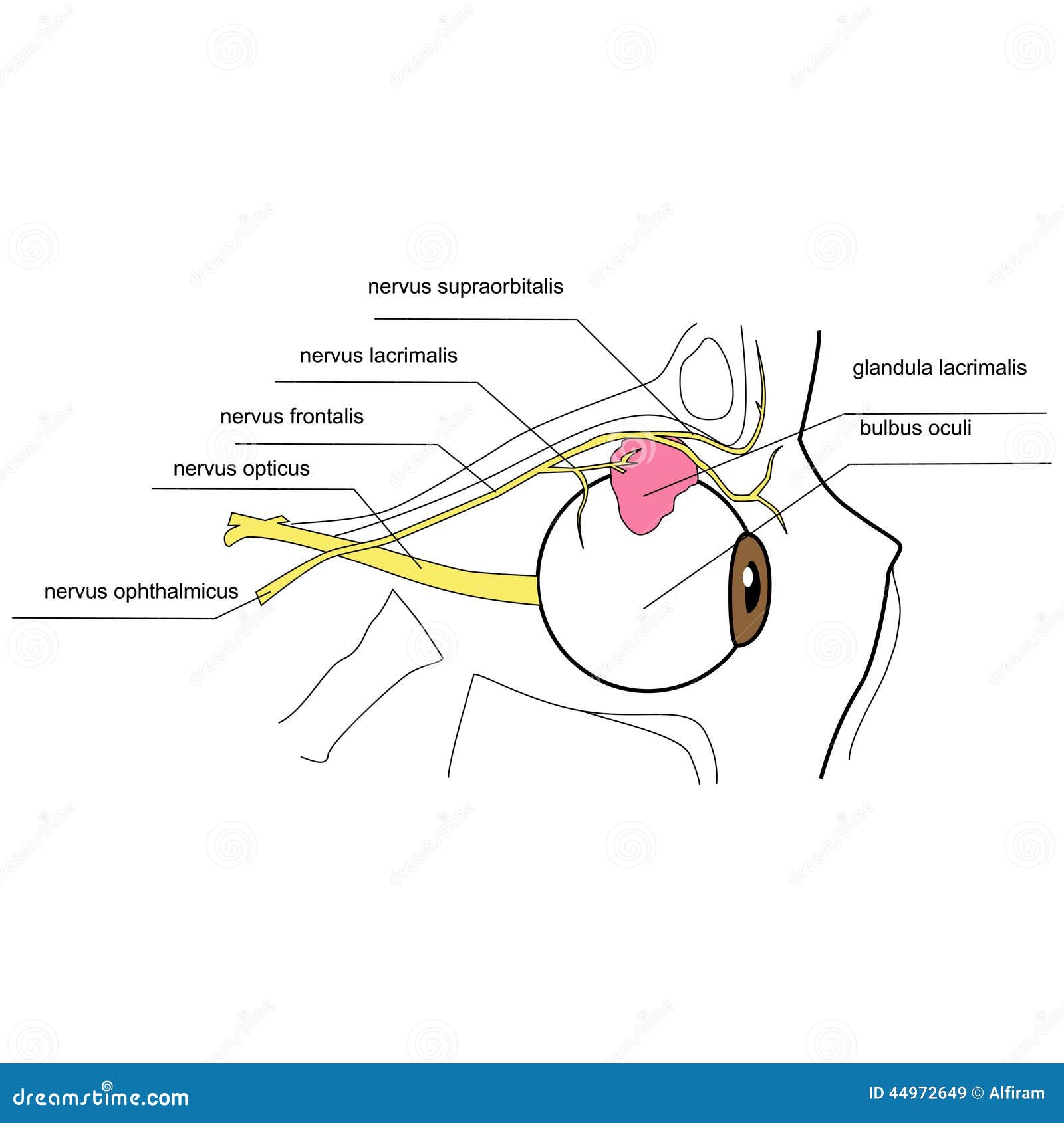 innervation of the lacrimal gland - side view