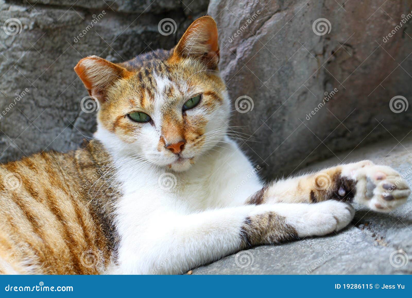 An innocent cat stock image. Image of expressive, droll 19286115
