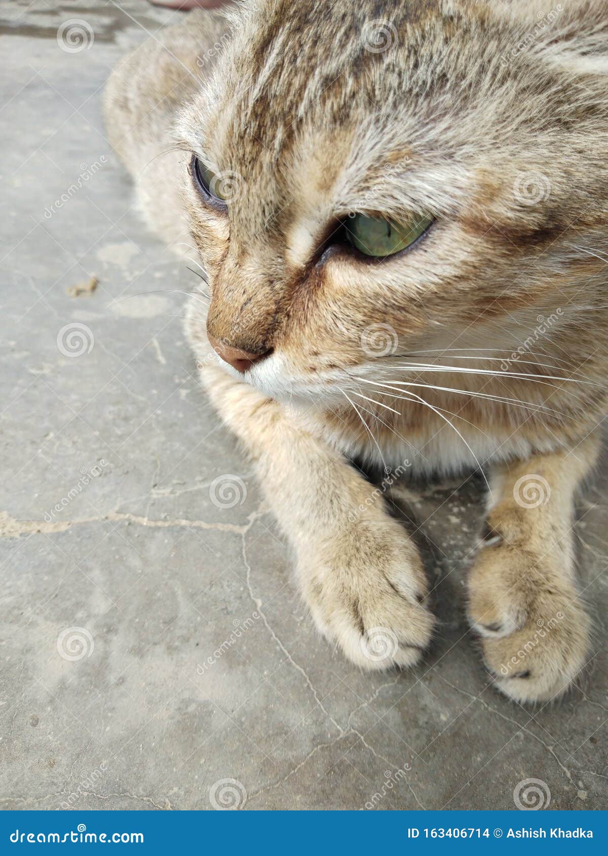 An innocent Cat stock photo. Image of innocent, kitten 163406714