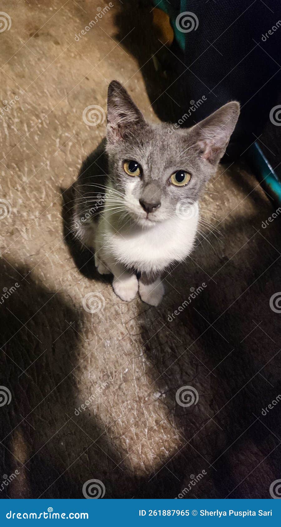 Innocent Lovely Cat stock image. Image of lovely, innocent 261887965