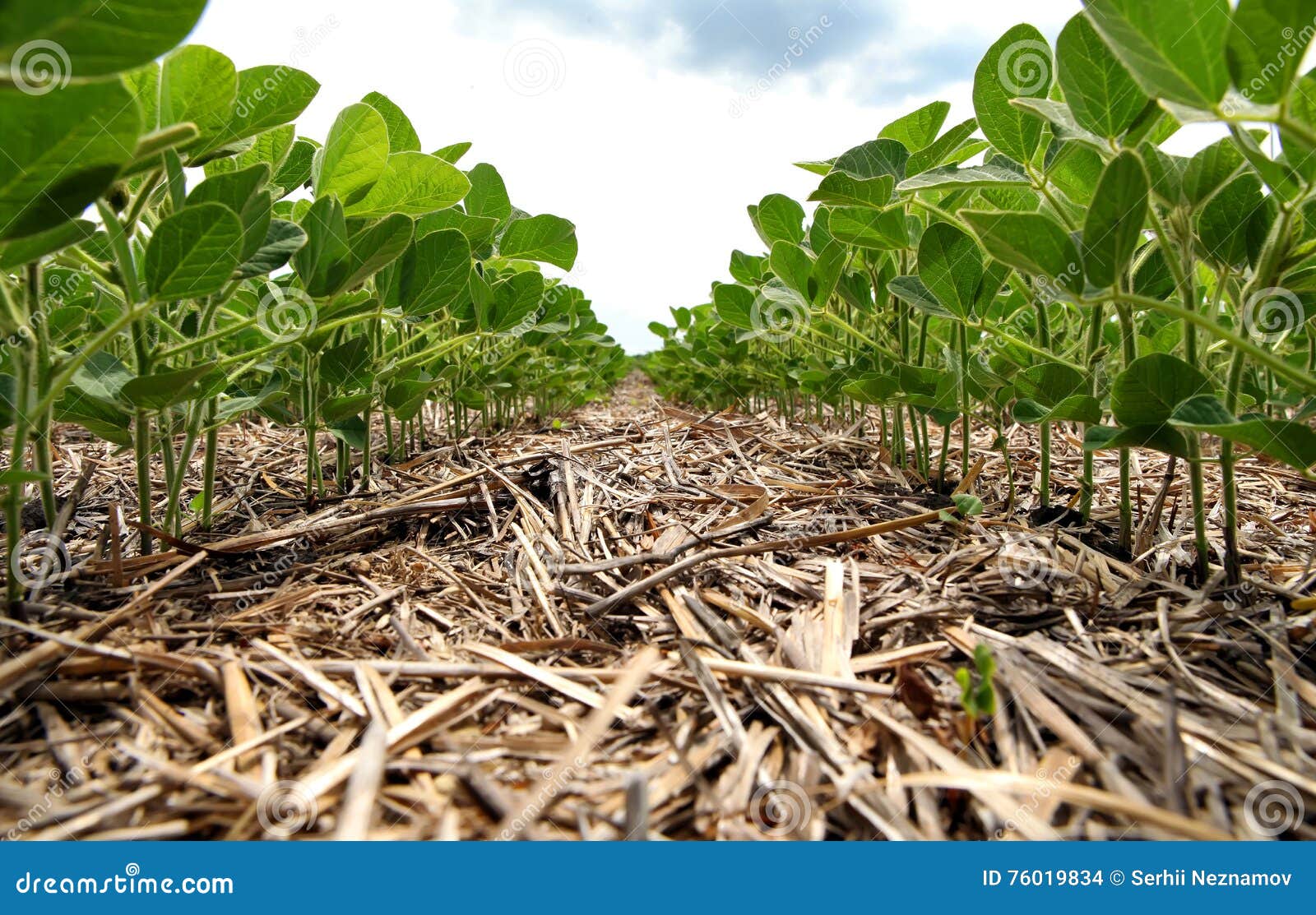 An Innovative Method of Growing Grain Wheat, Soybeans, Corn. Han Stock