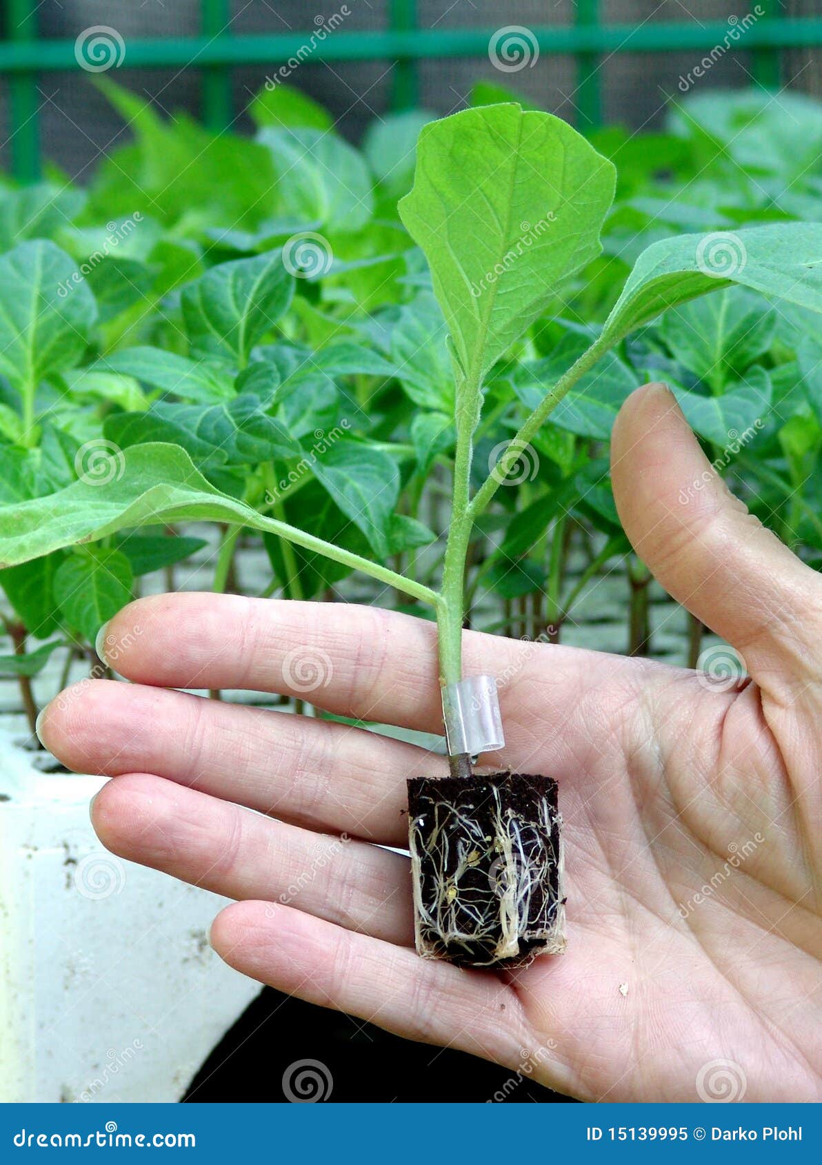 Den fremmede klassisk Pacific Inoculation Plant Seedling Pepper in Hand Stock Image - Image of people,  seedling: 15139995