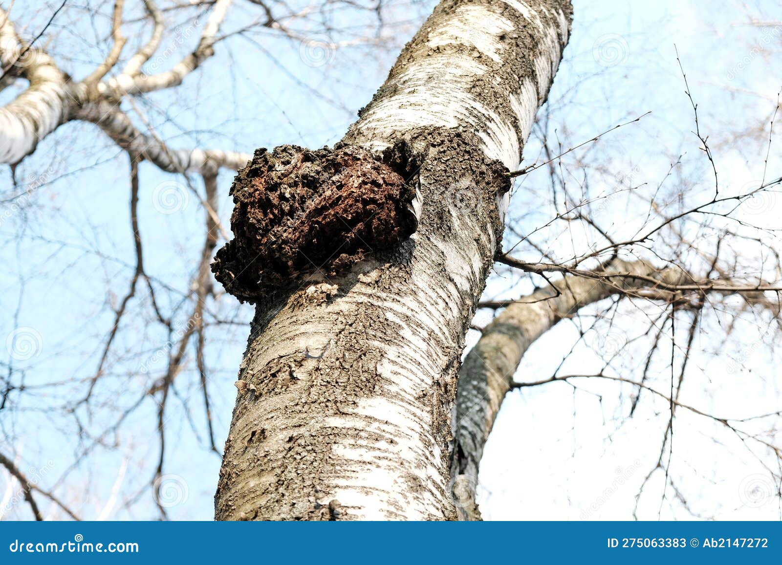 Inonotus Obliquus or Chaga Mushroom on Trunk Birch Tree. it is Also
