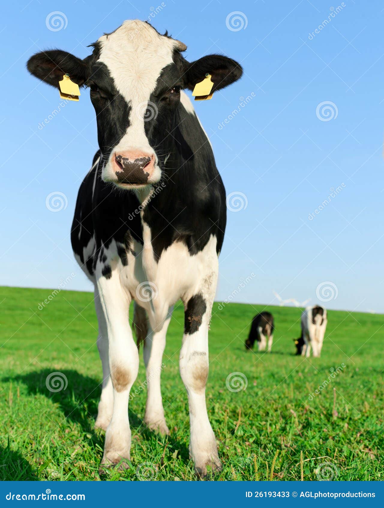 inquisitive holstein frisian cow