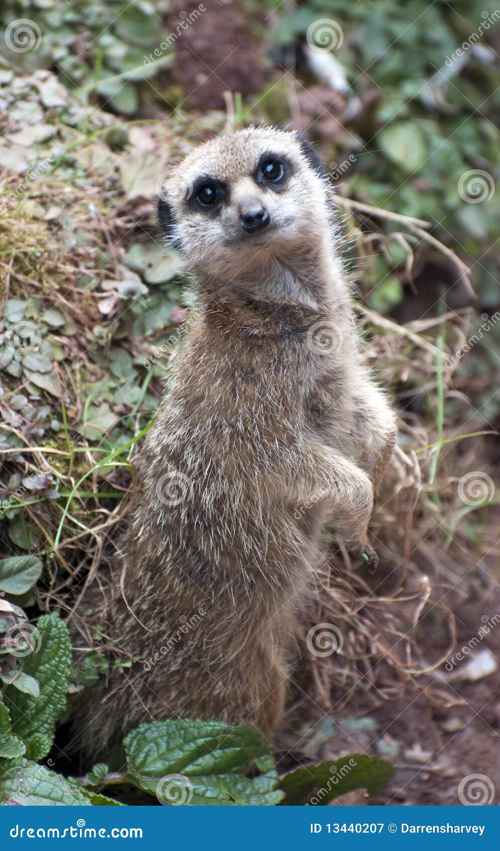 inquisitive meercat