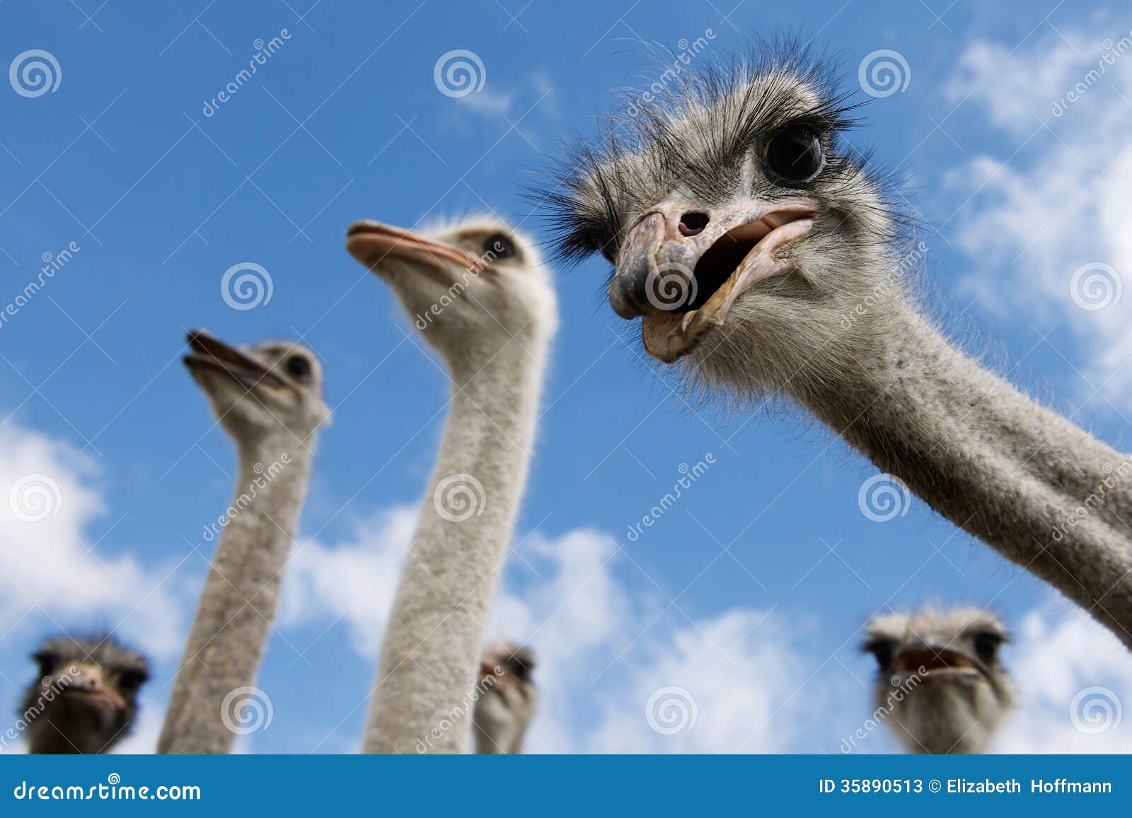 inquisitive ostriches looking at viewer