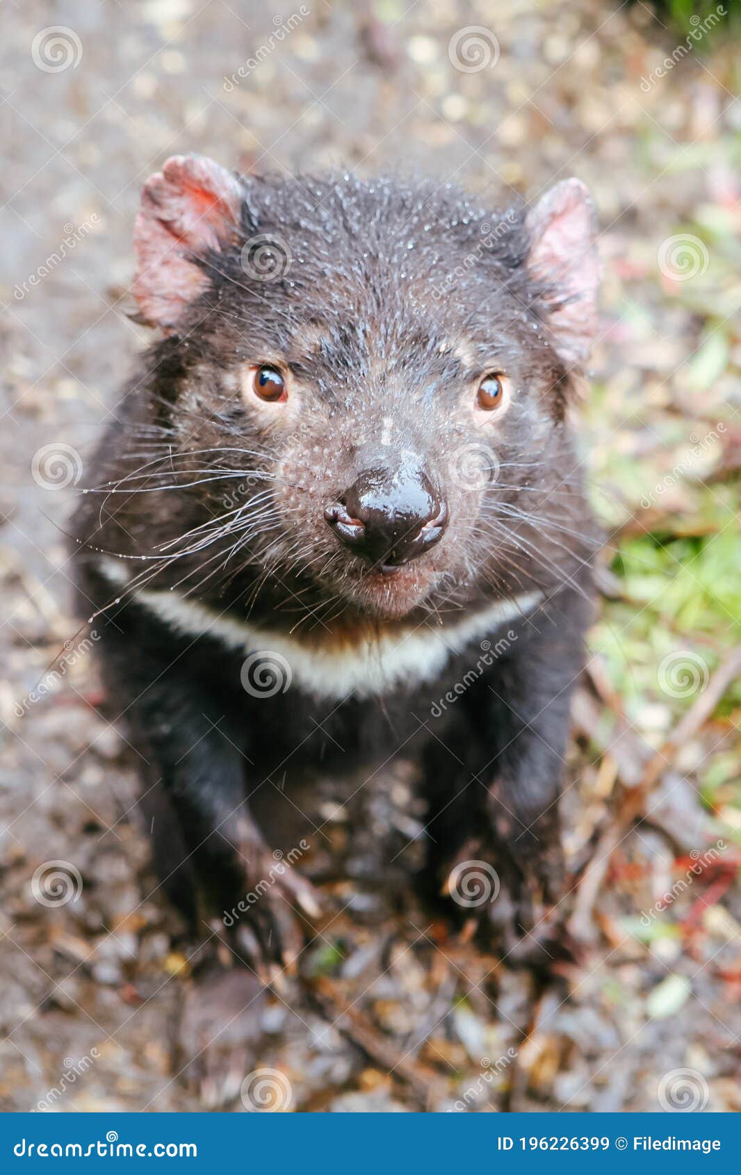 Tasmanian Devil in Tasmania Australia Stock Image - Image of face, wild