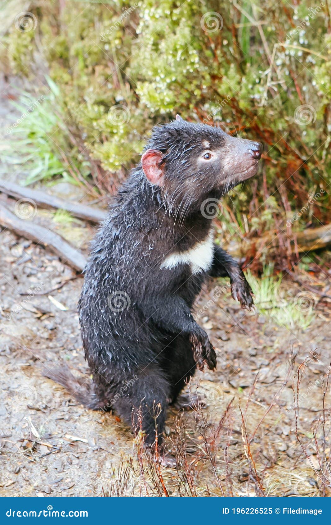Tasmanian Devil in Tasmania Australia Stock Image - Image of tasmanian