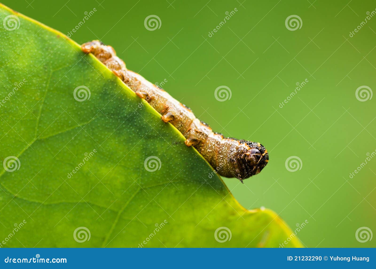 Insect op blad, macro-fotografie