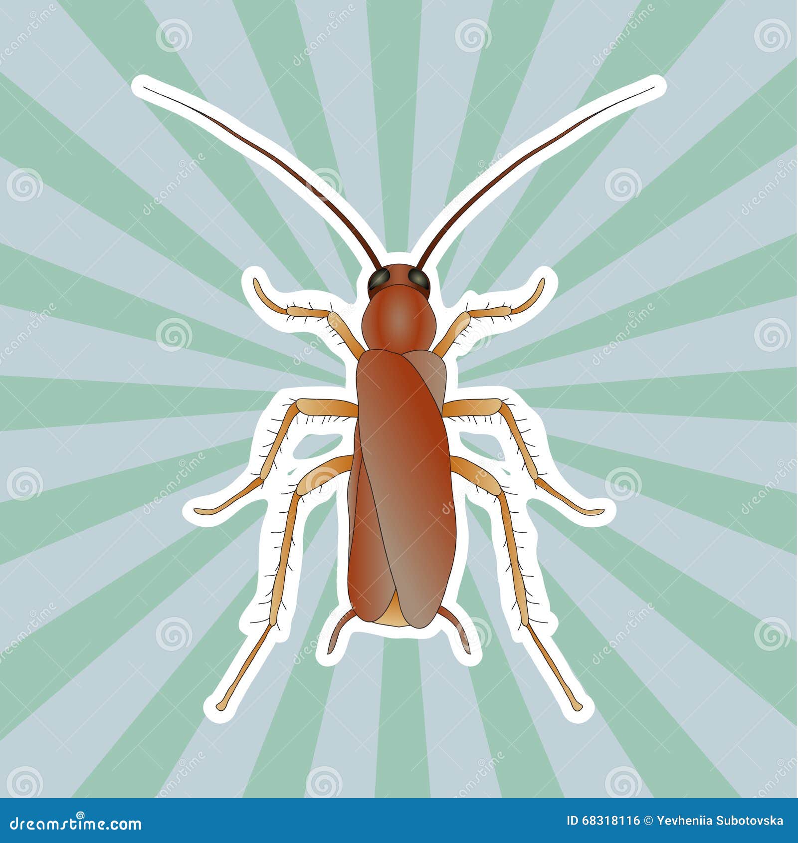 Insect Anatomy. Sticker Blattella Germanica. Cockroach. Sketch of ...