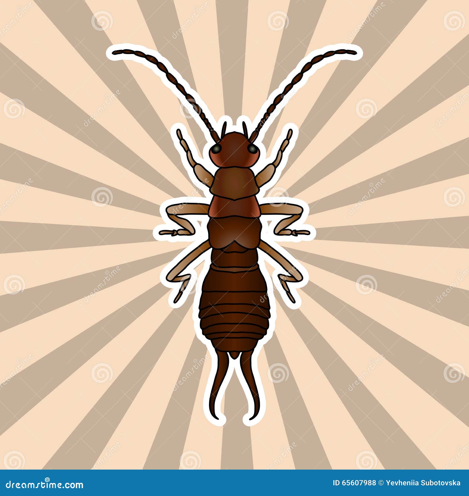 Insect Anatomy. Sticker Forficula Auricularia. Earwig. Sketch Of Earwig ...