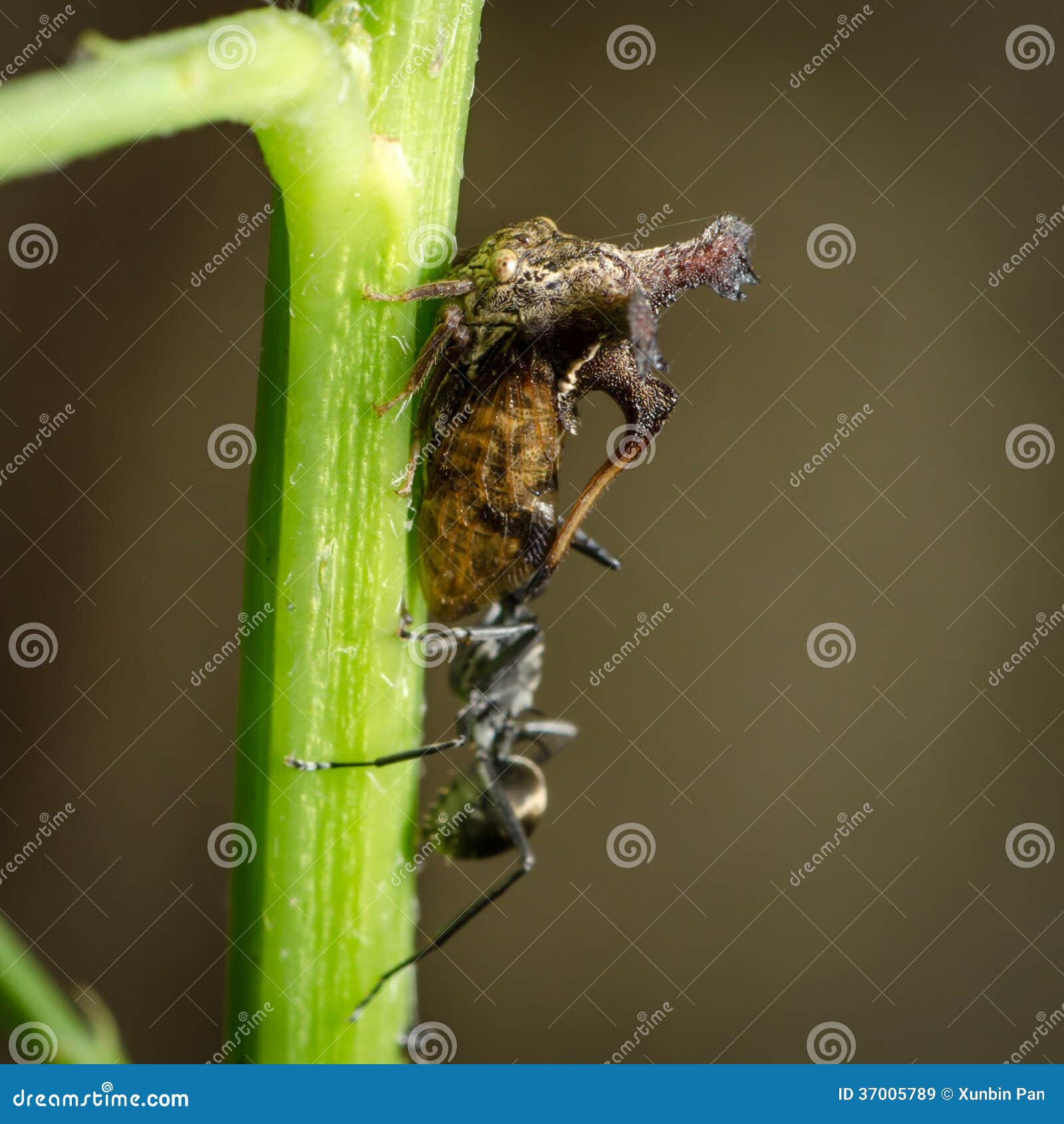 Insect Ant and Thorn Mimic Horn Stock Image Image of leafs, color