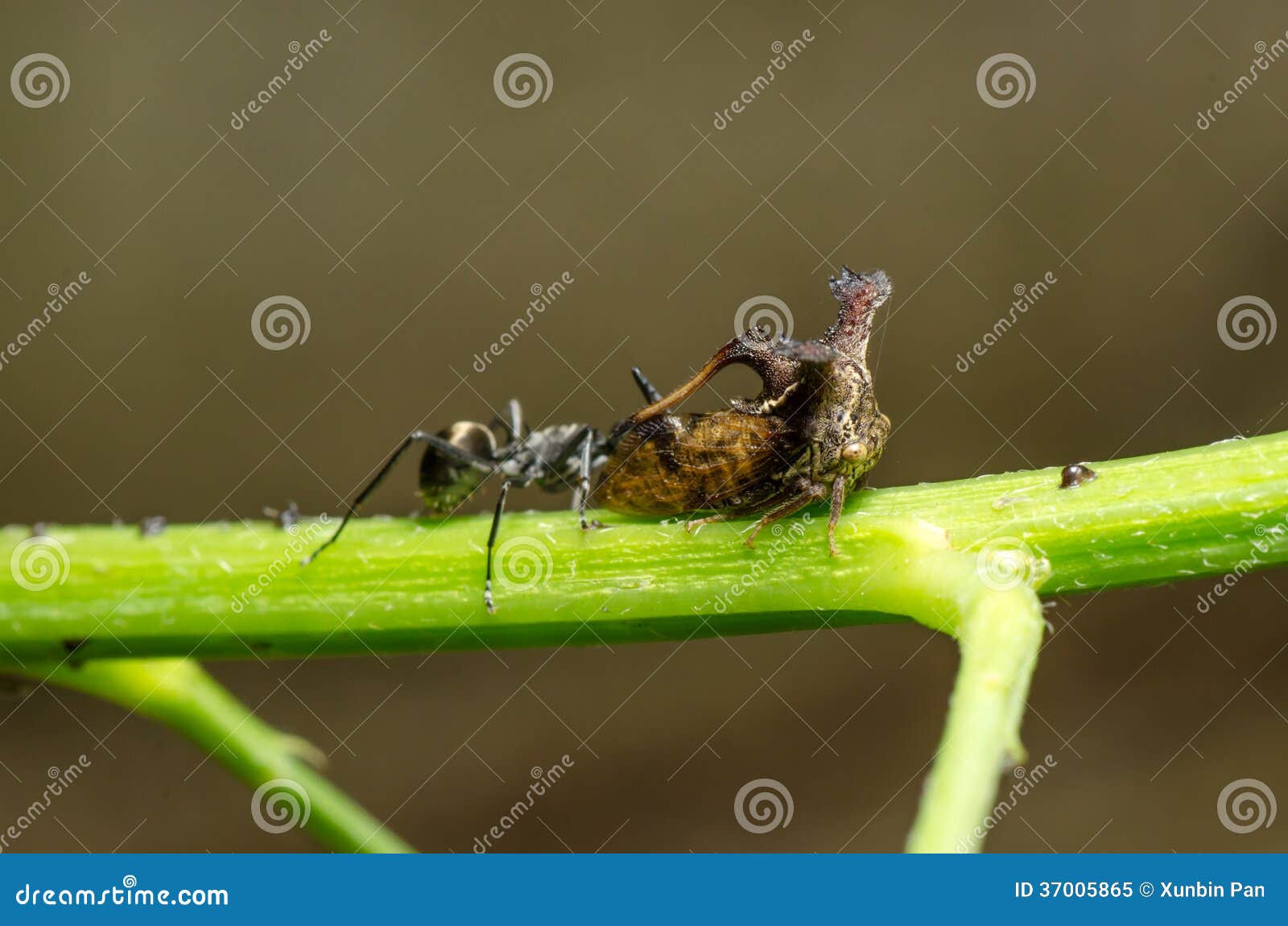Insect Ant and Thorn Mimic Horn Stock Image Image of homoptera