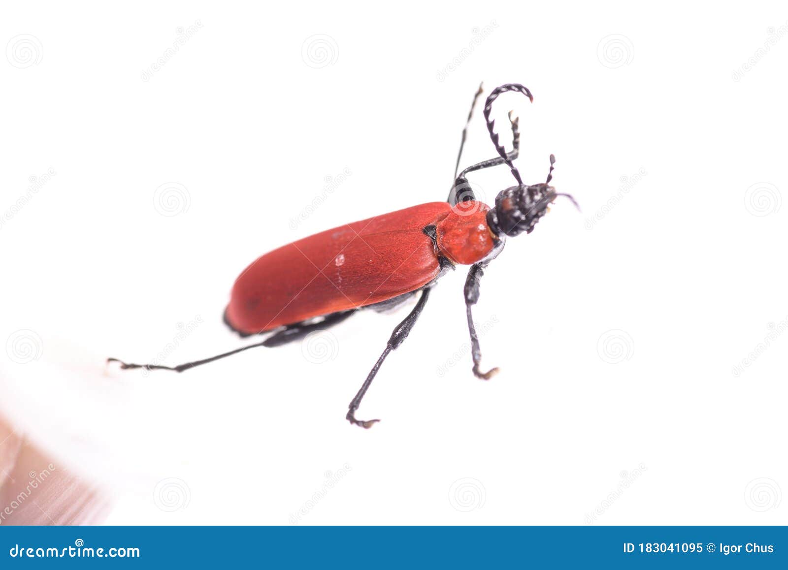 Insect with Black Mustache on a White Background Stock Image - Image of ...