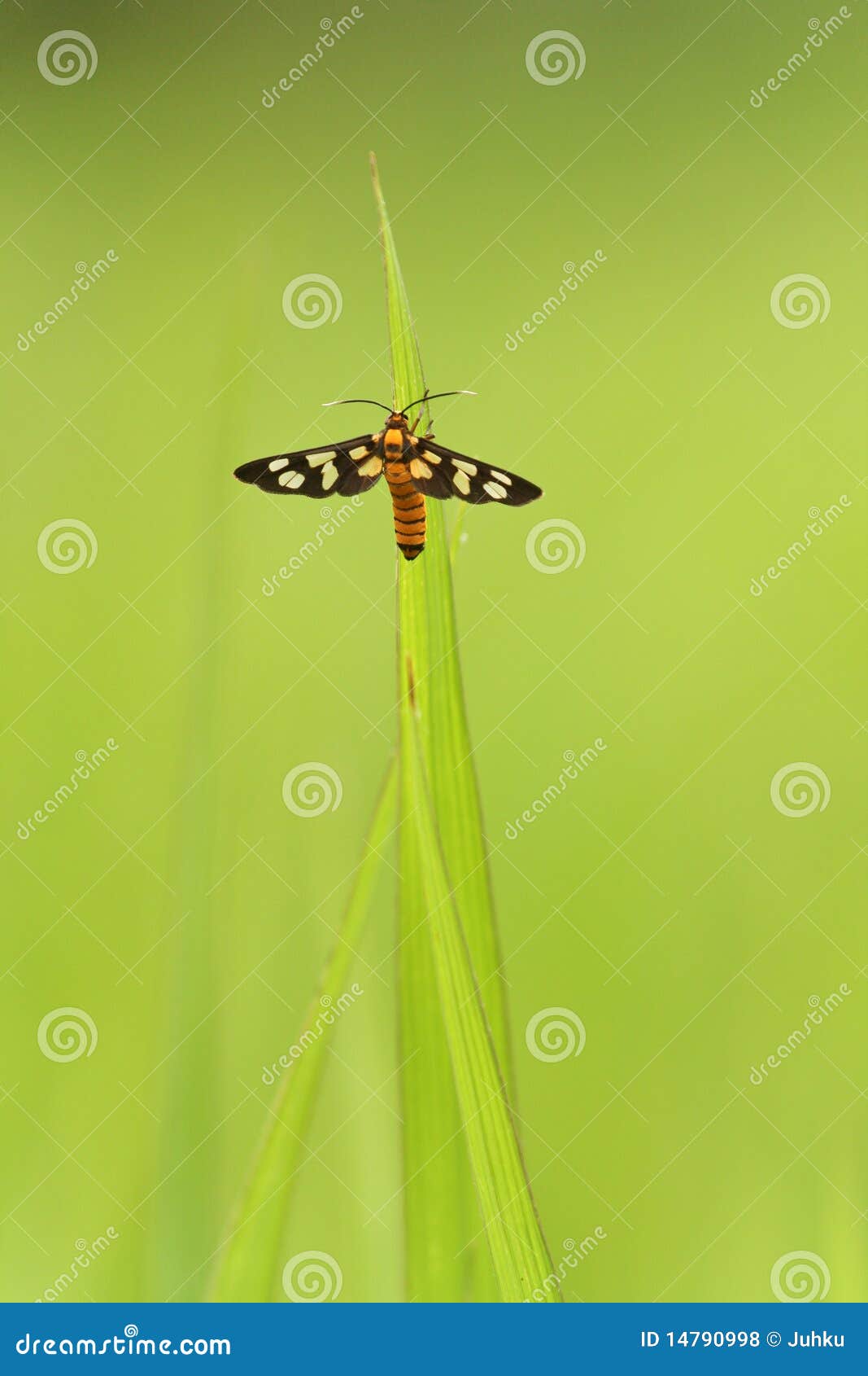 Insect on a blade of grass stock photo. Image of isolated 14790998