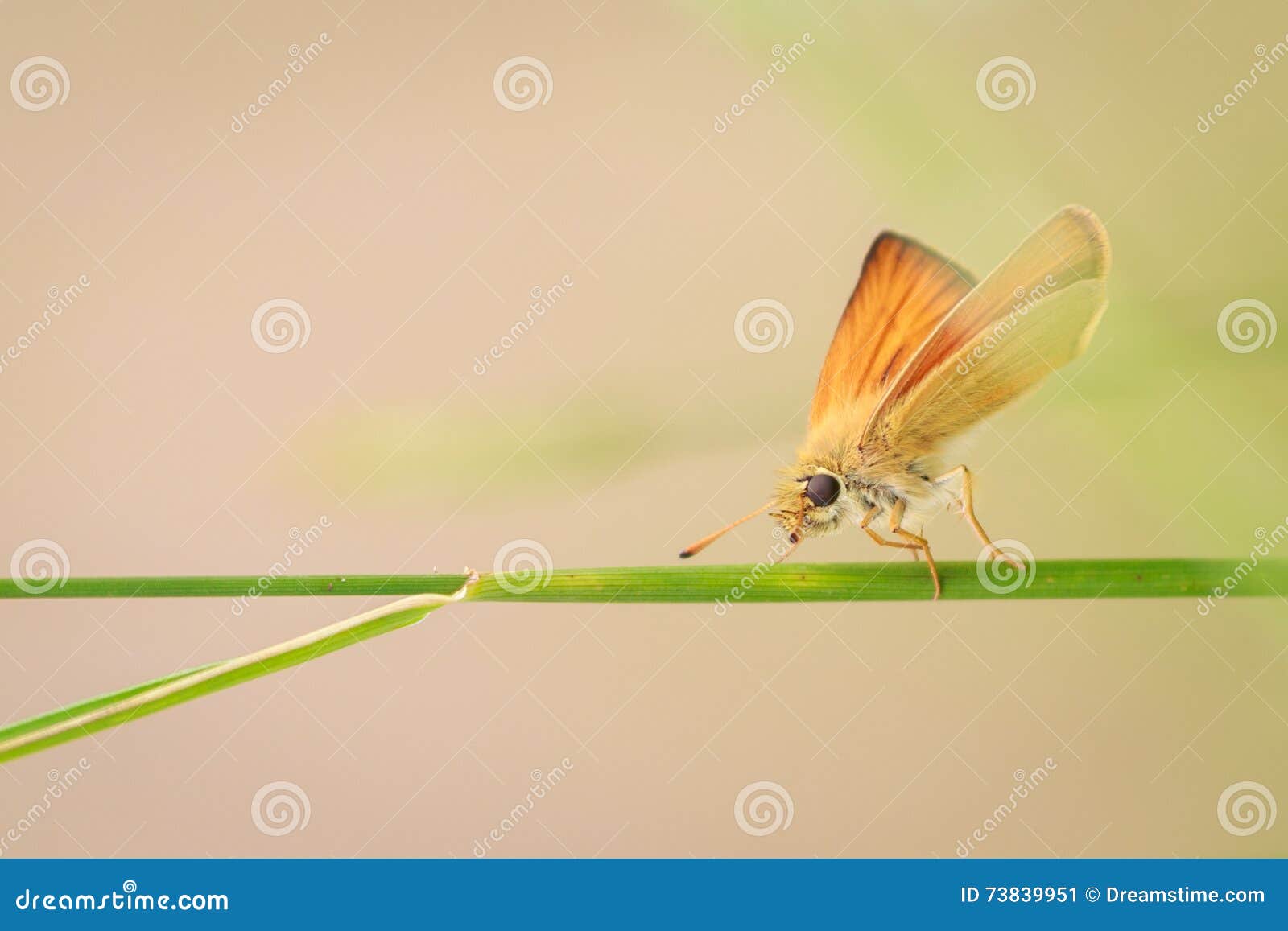 Insect on a blade of grass stock image. Image of stalk 73839951
