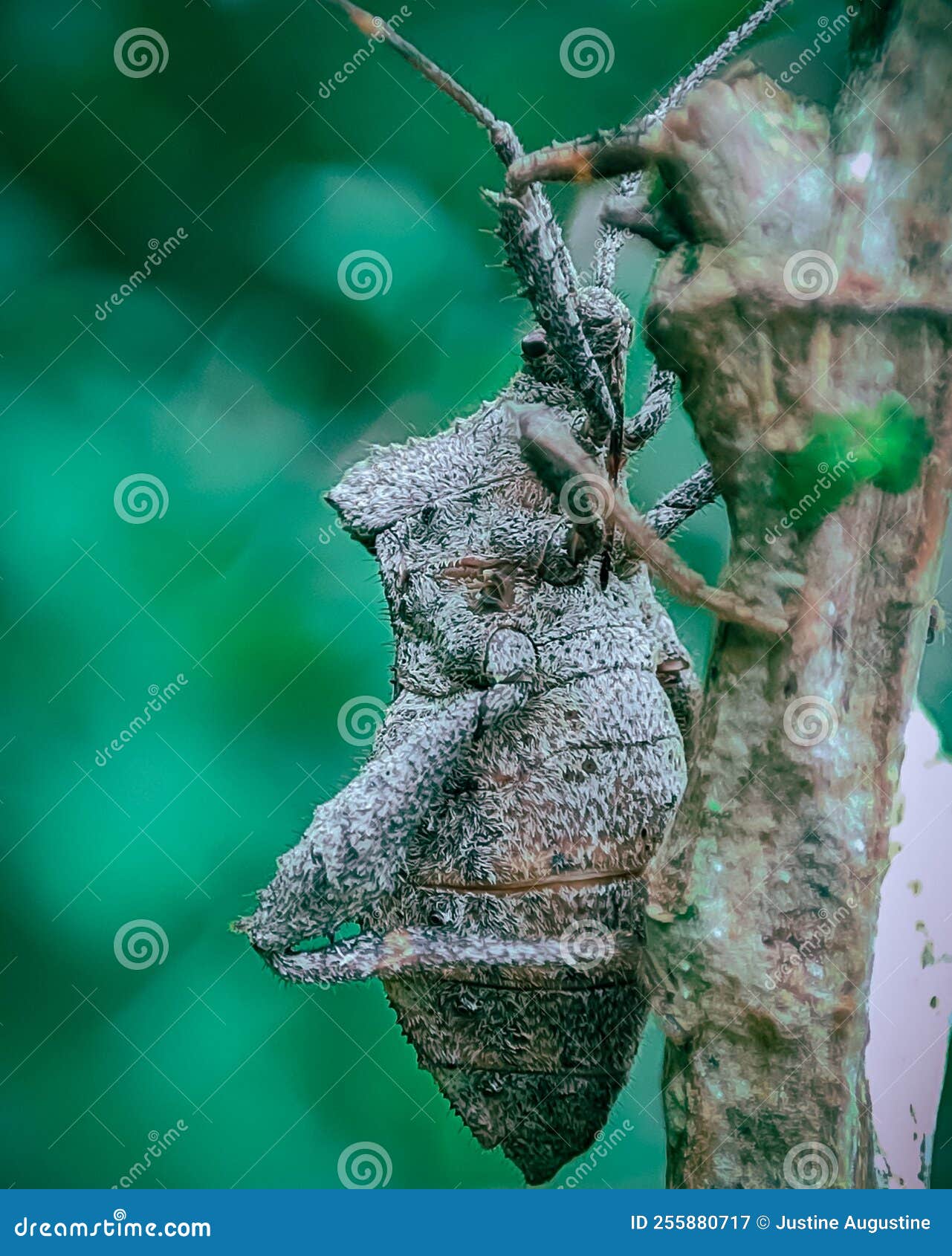 Insect on the Branch of Tree, Gray Color Insects, Bugs Stock Image