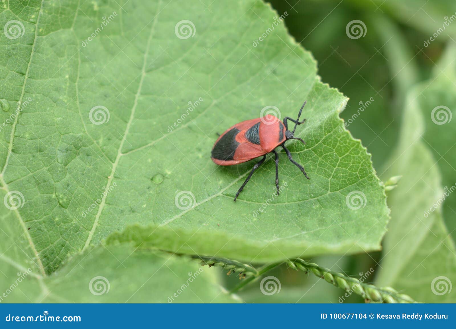 Insect or Bug on a Green Leaf Stock Photo - Image of leaf, color: 100677104
