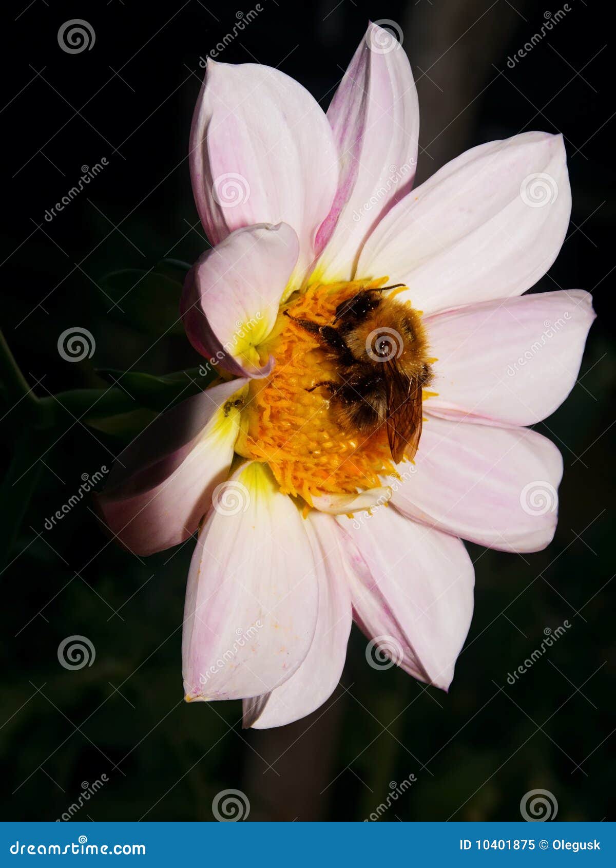 Insect a Bumblebee Sleeping on a Flower Stock Image Image of lawn