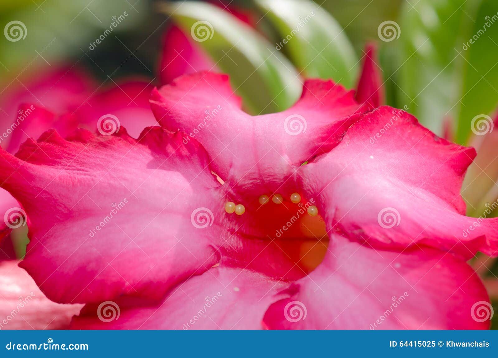 Insect Butterfly Eggs on Flower Stock Image Image of insect, hatching