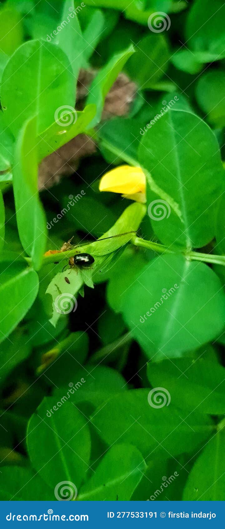 This Insect Caught My Attention so I Captured it in a Photo Stock Image