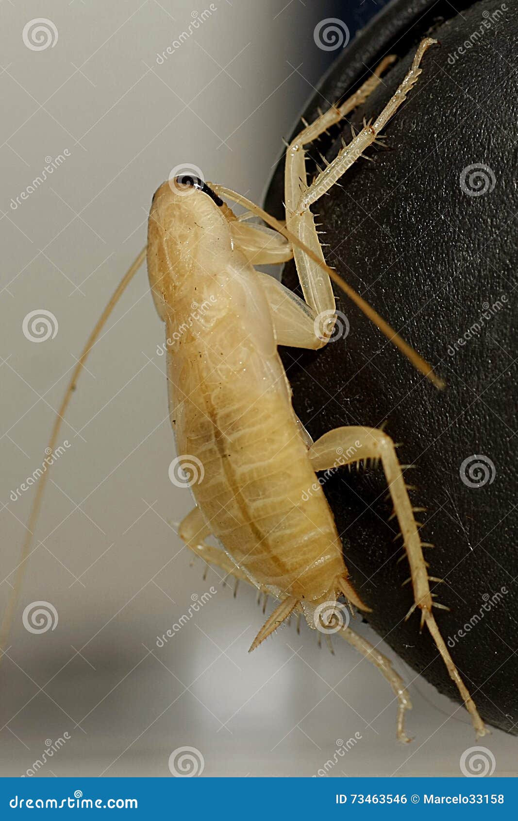 Cockroach Climbing On Keyboard RoyaltyFree Stock Photography