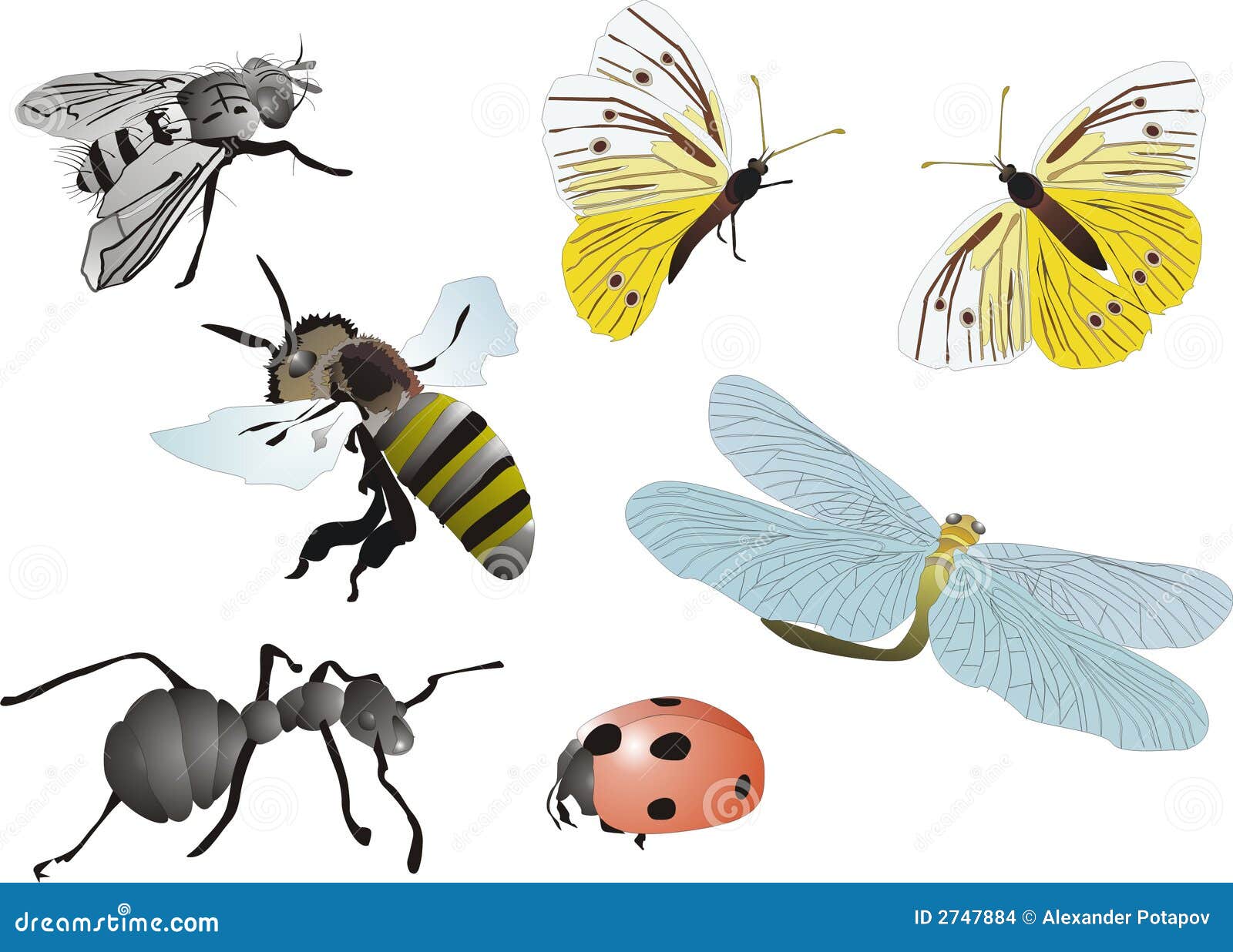 Insect collection stock vector. Illustration of animal - 2747884