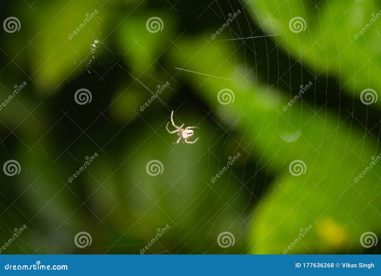 insect concept -a small spider weaving its web with blurry green plants in the background