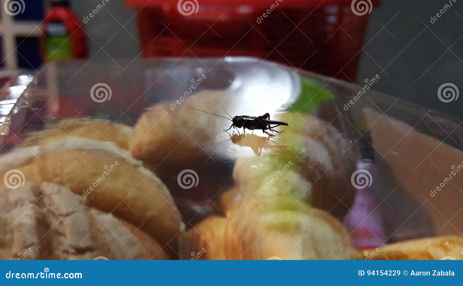 insect cricket