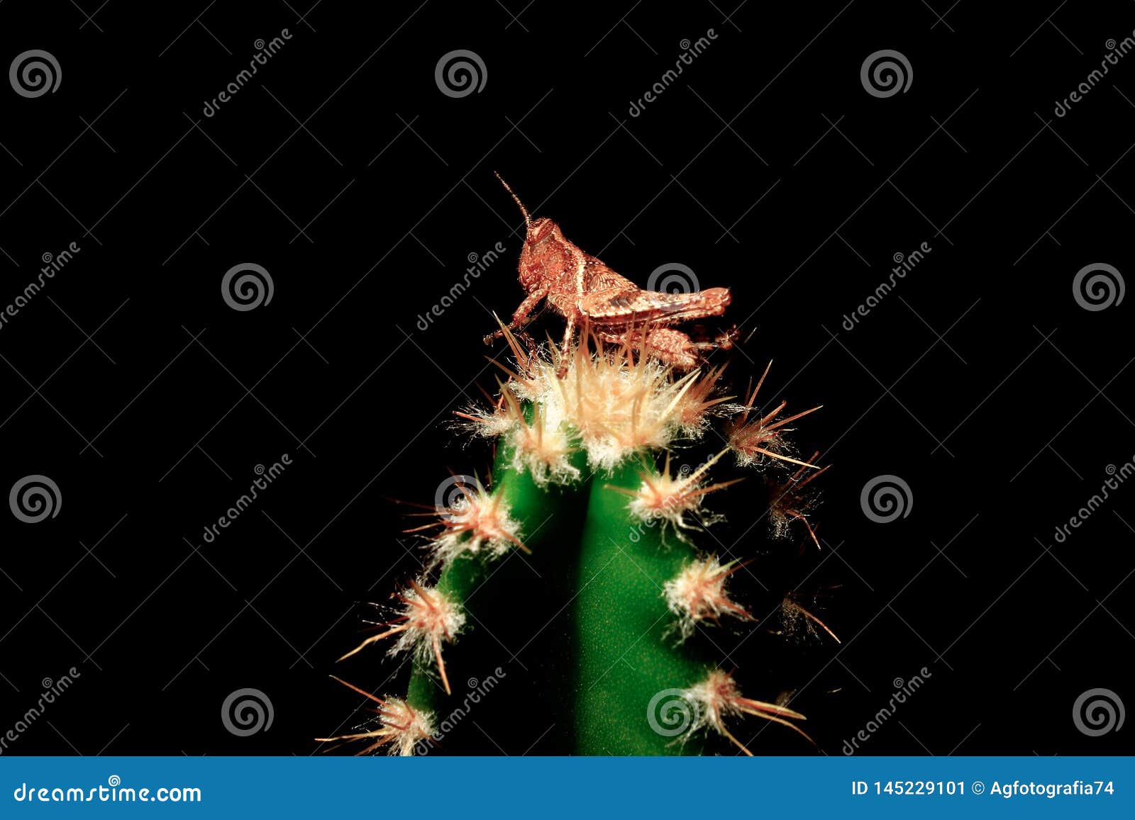 insect cricket on the spines of the cactus, challenge and overcome problems of life. overcoming problems, winning. copy space