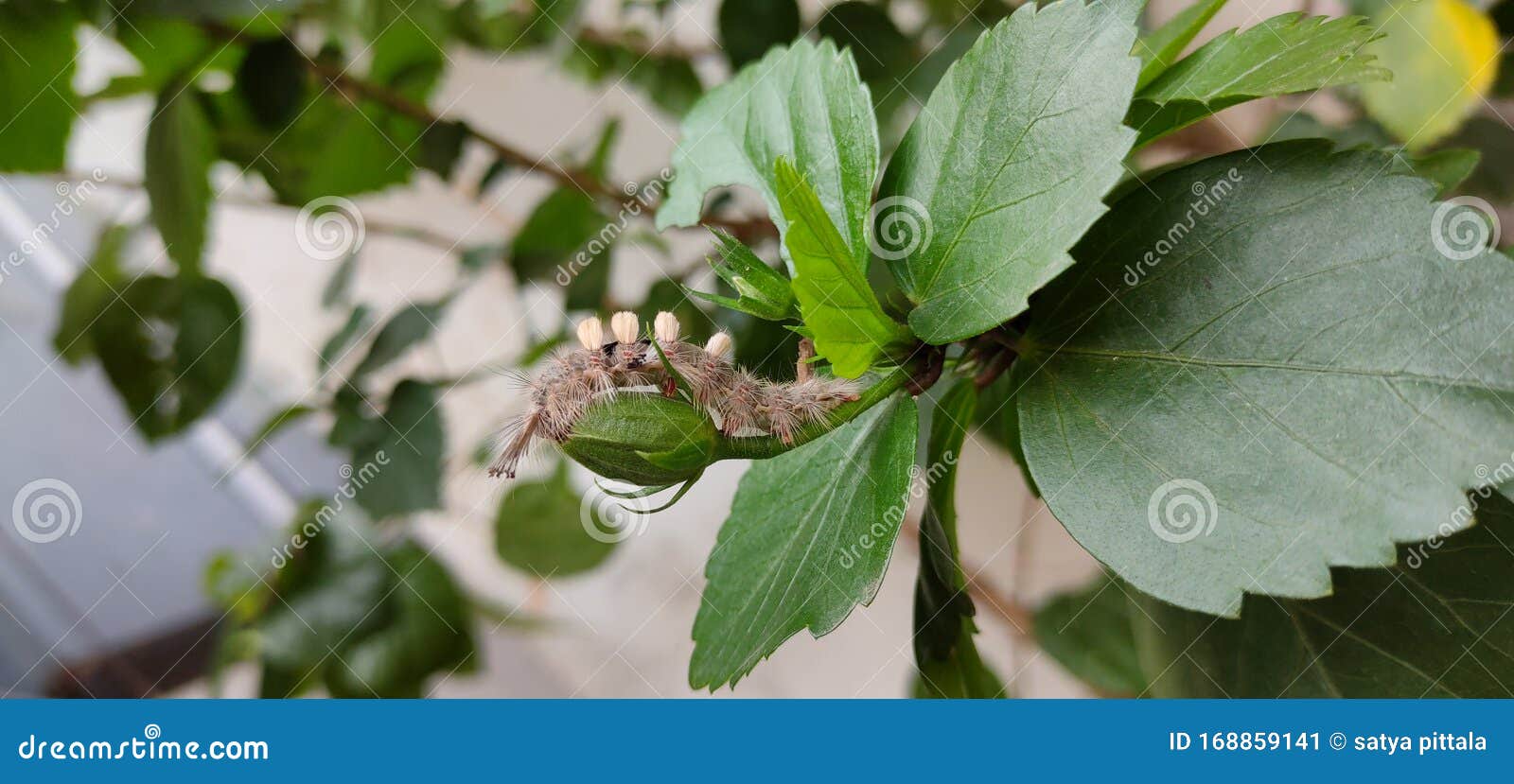 Insect stock image. Image of nature, flowers, greenery 168859141