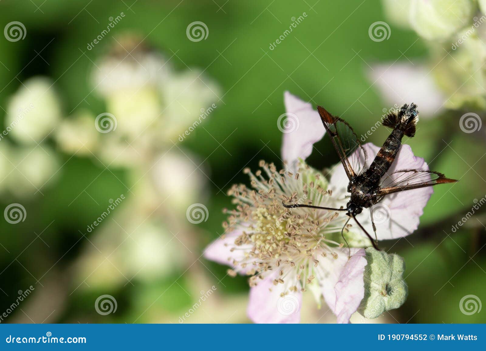 Clear wing moth stock photo. Image of wing, invertebrate 190794552