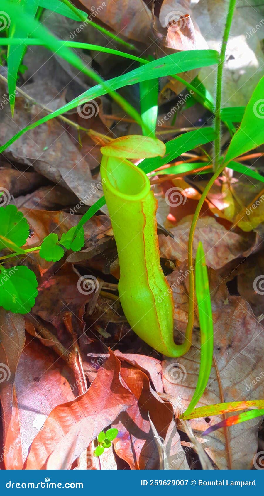 Insecteating Flower Semar Bag Beauty Stock Image Image of insect