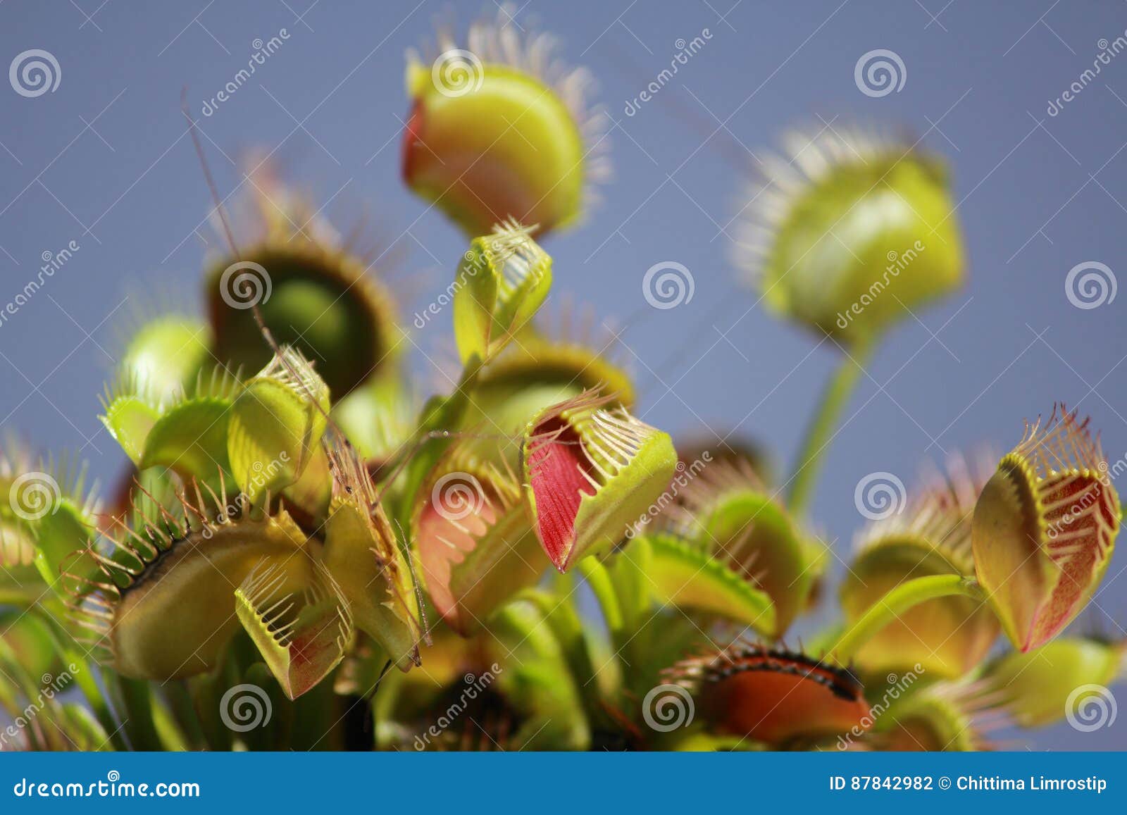 Insect Eating Plants, Venus Fly Trap Stock Photo Image of eating