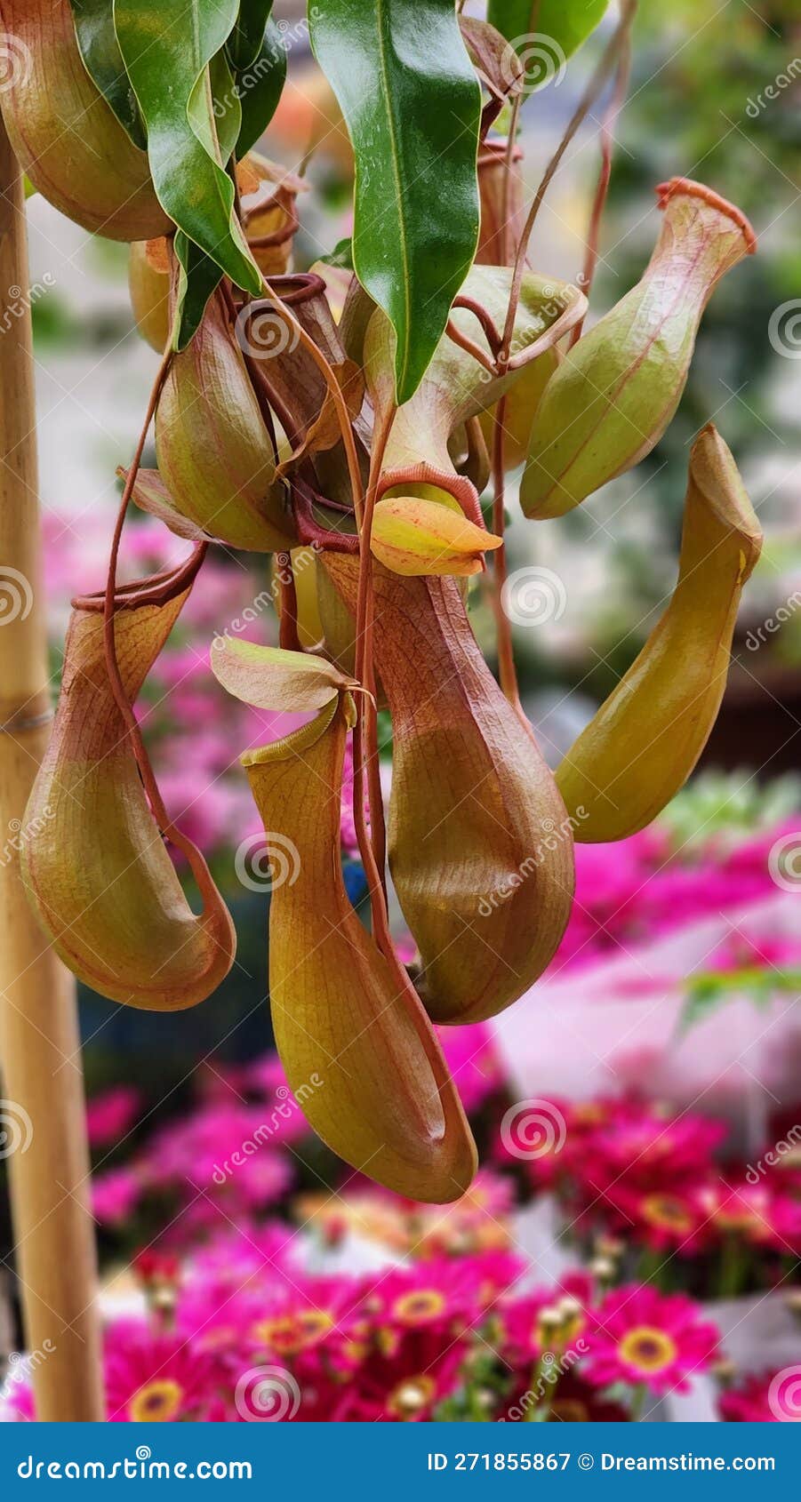 Insecteating Plants Zhulongcao Stock Image Image of eating, flower
